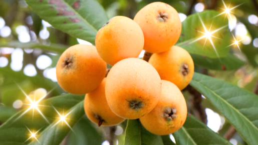 <Web割対象商品>【キングツアーバス旅】皇室へ献上している初夏の味覚「房州びわ」もぎ取り食べ放題♪絶景!レトロな木製桟橋&富津名物 海堡丼〔吉祥寺・新宿発〕1